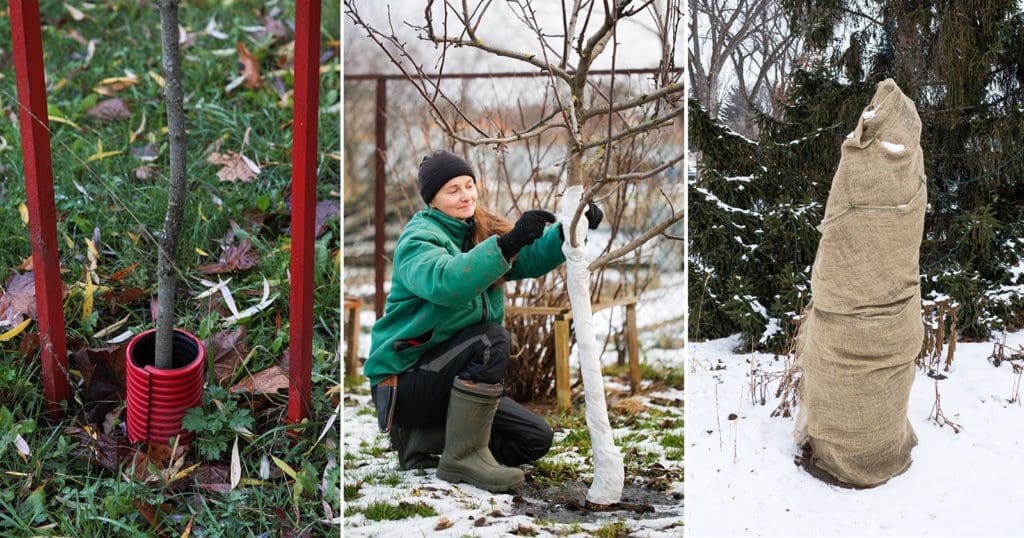 Preventative measure to protect winter landscape