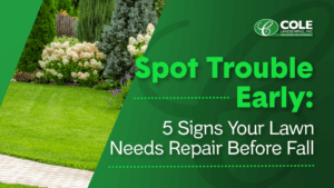 Professional landscaper inspecting uneven turf for lawn repair